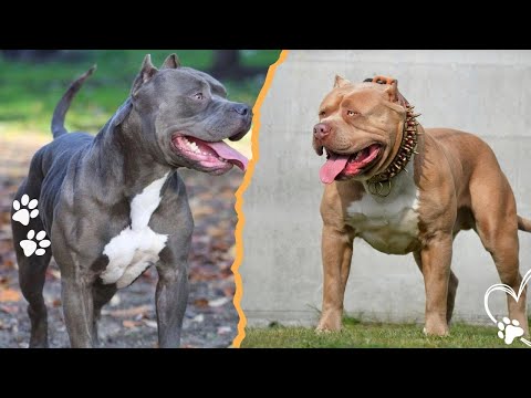 Top 4 Strongest Pitbull-Type Dogs サムネイル