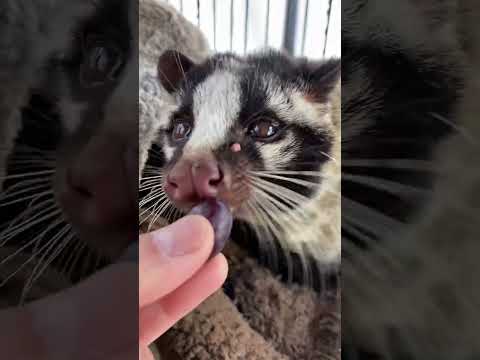 療養中のハクちゃんも少し食欲が出てきました♪shorts ハクビシン 動物園 サムネイル