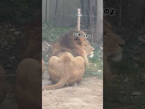 動物の後ろ姿ってたまらない。　東武動物公園 動物 かわいい 癒し animals 動物園 zoo ライオン サムネイル