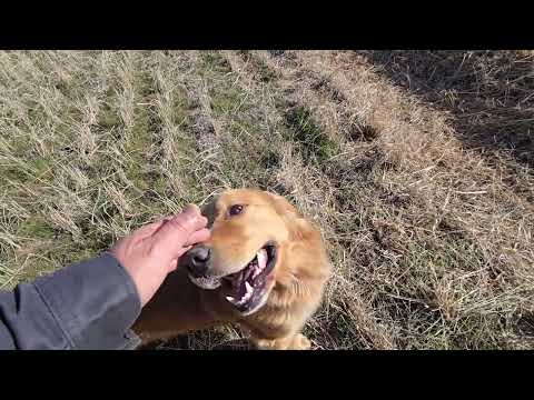青空、広い場所、きれいな空気、ゆっくり流れる時間。そこに親子のゴールデンレトリバー サムネイル