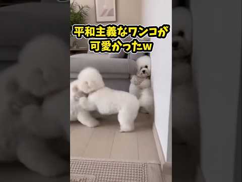 仕事で疲れた皆に贈る笑いと癒しのワンコ5選ww　犬 笑える 癒し 犬のいる暮らし 犬のいる生活 犬好きさんと繋がりたい… サムネイル