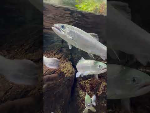 shorts アマゴ、ヤマメ　川の魚水槽 上流　　山梨県立富士湧水の里水族館にて　2026年2月21日 サムネイル