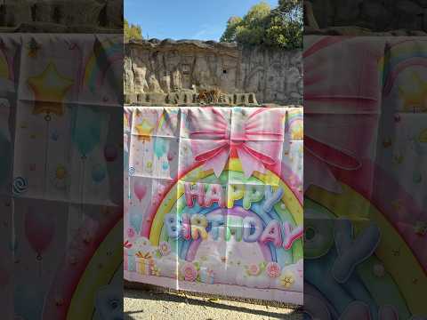 shorts 今日で5歳！HAPPY BIRTHDAY！ヒューイ🐯トート🐯アース🐯サーシャ🐯　アムールトラ　2026年… サムネイル