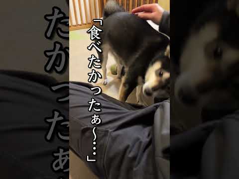 食べたかった柴犬 サムネイル
