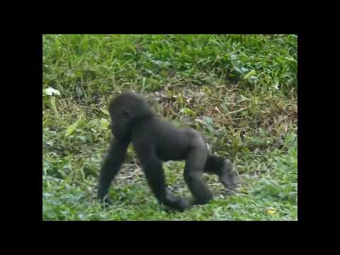 gorilla D'jeeco 23y2m old dad & son Jabali 1y1m old. shorts… サムネイル