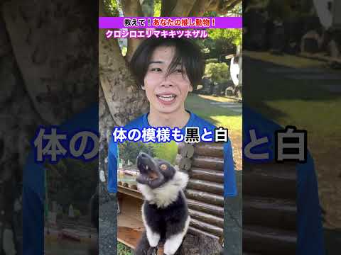 飼育員の推し動物紹介！クロシロエリマキキツネザル🐒 サムネイル