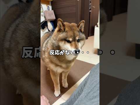 飼い主のことが心配な🐕胡麻柴は・・・ サムネイル