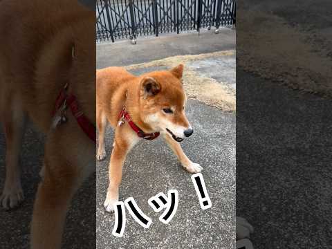 ’26.2.6 元気一杯の力丸… 柴犬 shibainu 柴犬のいる暮らし 柴犬の日常 遊ぶ犬 力丸 サムネイル