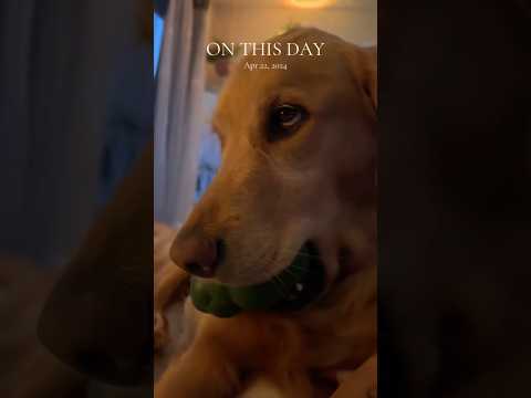 coming home to my golden retriever🥵goldenretreivers dog pup… サムネイル