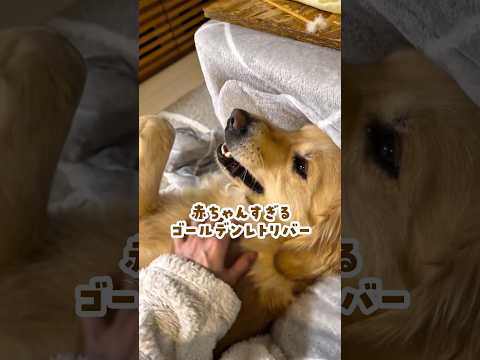 赤ちゃんすぎるゴールデンレトリバー ゴールデンレトリバー 大型犬のいる生活 goldenretreiver サムネイル