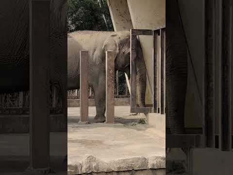 【静岡市立日本平動物園】もぐもぐ！おやつタイム！アジアゾウのダンボ🐘　shorts サムネイル