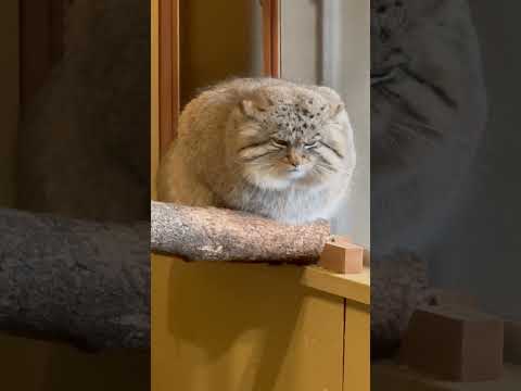 statue 今日はロック当番無しかぁ〜っと思ってそうなロータスくん　マヌルネコ　埼玉県こども動物自然公園にて　202… サムネイル