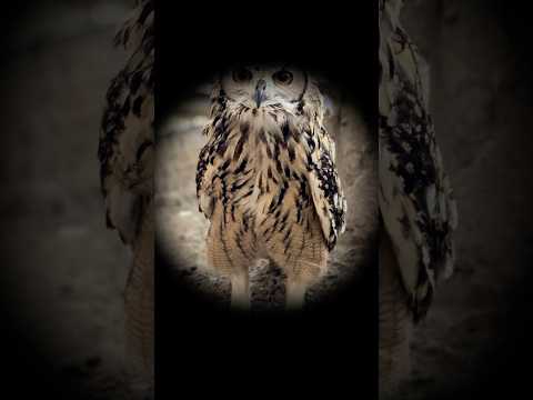 あなたはどう思った？東武動物公園 癒し かわいい 動物 動物園 zoo animals 可愛い ベンガルワシミミズク… サムネイル