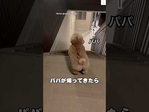 パパの帰宅に感情が抑えきれない犬　トイプードル　犬　かわいい犬 かわいい 犬のいる暮らし サムネイル