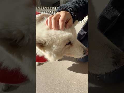 #shorts サンタ🤶衣装が可愛い　サモエドのアカネちゃん　那須どうぶつ王国　2025年11月30日 サムネイル