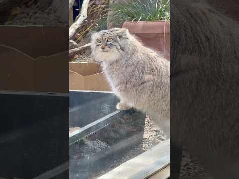 shorts 午後からはワタクシ オリーヴァがお当番させて頂くワ♪ マヌルネコ　埼玉県こども動物自然公園にて　2026… サムネイル