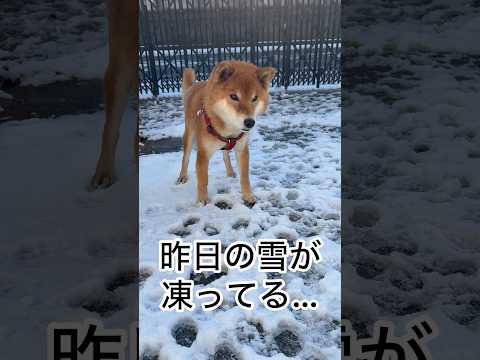 ’26.2.9 力丸は…今日もMAL SOK！ 柴犬 shibainu 柴犬のいる暮らし 柴犬の日常 見守り 遊ぶ犬… サムネイル