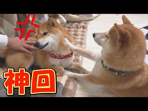 このあと画面右側の柴犬が戦わずして敗北し、思わず笑ってしまいます。 サムネイル