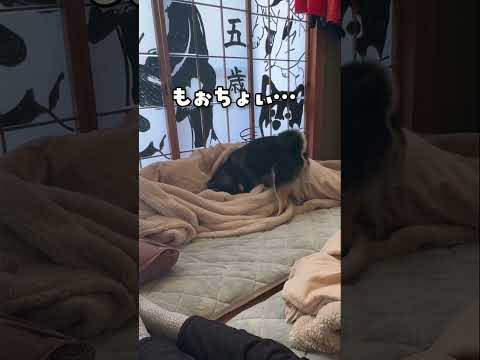 飼い主の布団で巣をこしらえる犬 サムネイル