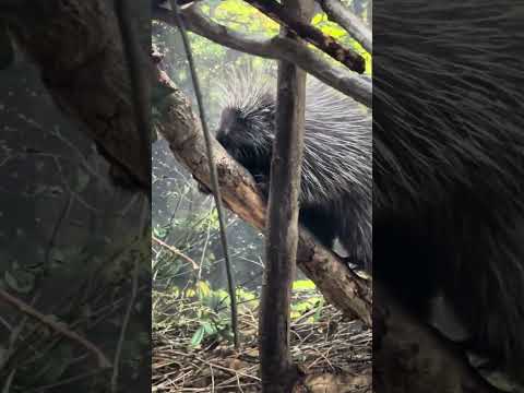 shorts カナダヤマアラシさん　那須どうぶつ王国　IMG 0095 サムネイル