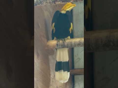 shorts 覗いてもOKな方のオオサイチョウ　埼玉県こども動物自然公園にて　2026年3月6日 サムネイル