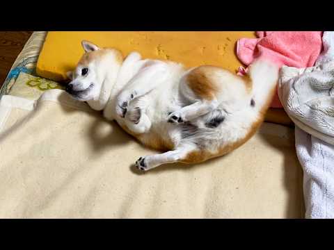 ひっくり返ったらお布団の隙間に挟まって身動きが取れなくなるも、まあいいかと受け入れる柴犬 サムネイル