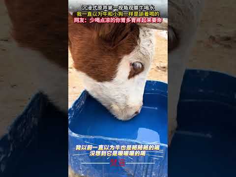 沉浸式原聲第一視角觀察牛喝水 我一直以為牛和小狗一樣是舔著喝的 意外 有趣 神奇 治愈 療愈  牛 萬萬沒想到 ama… サムネイル