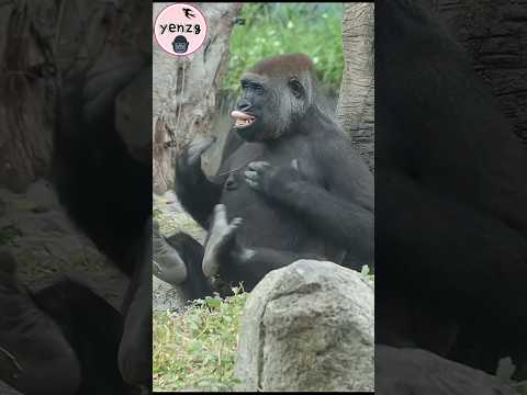 Tayari翻唇手腳起舞好可愛🤣 gorilla gorillatag taipeizoo 金剛猩猩 台北市立動物園… サムネイル