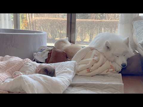 赤ちゃんと一緒にお昼寝する柴犬とサモエドが可愛すぎて眼福でした。 サムネイル
