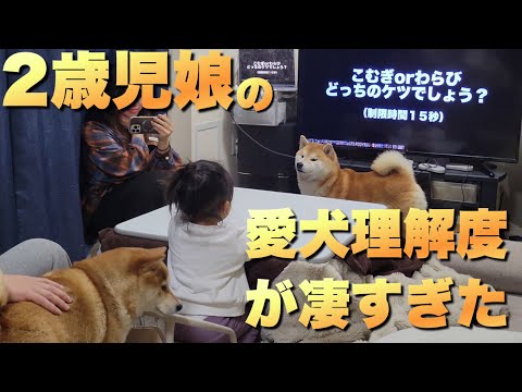 生まれてから…ずっと柴犬と暮らす２歳娘は、愛犬をどれだけ知ってるのか？正解率に驚愕 サムネイル