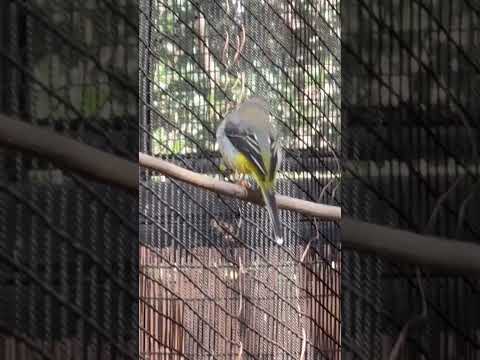 shorts セキレイ？のんほいパークにて　2026年1月23日 サムネイル