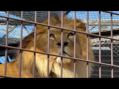 アース父さんが見に行ったのは、昨日 お耳をハムハムしちゃった一人娘のベガちゃん？　ライオン　のんほいパークにて　202… サムネイル