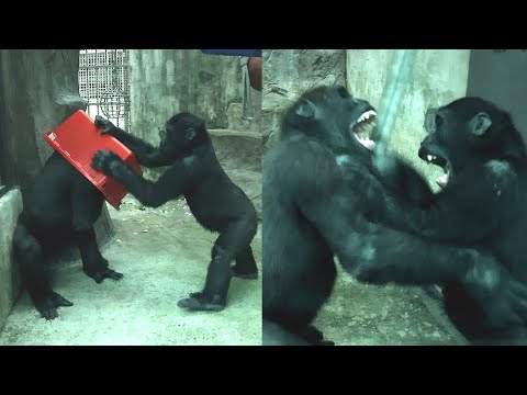 Gorilla Jabali play with bucket happily with Ringo金剛猩猩Jabal… サムネイル