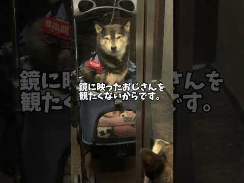 黒柴が散歩帰りに目をしばしばさせるワケ サムネイル