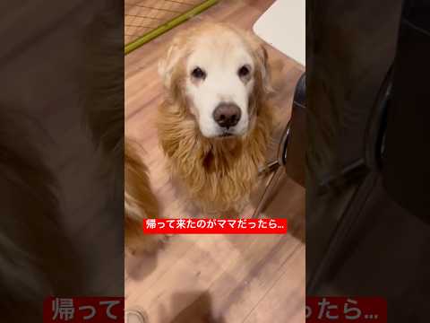 ママが帰って来たら🤦‍♂️癒し shorts goldenretriever ゴールデンレトリバー グレートピレニーズ… サムネイル
