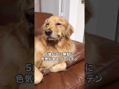 5歳とは思えない色気をムンムン放つゴールデンレトリバー ゴールデンレトリバー レトリバー 大型犬 超大型犬 サムネイル