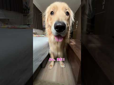 かくれんぼガチ勢 大型犬 ゴールデンレトリバー サムネイル