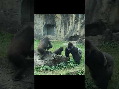 Ringo緊追D'jeeco, D'jeeco拉了一下Iriki gorilla gorillatag taipeiz… サムネイル