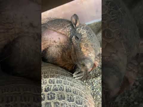 ジローラモ君の決まった寝方♫かわいい cute アルマジロ サムネイル