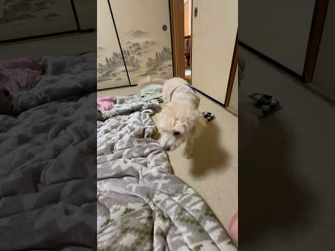 shorts まだ落ち着かない　タローちゃん　トイプードル　2026年1月12日 サムネイル