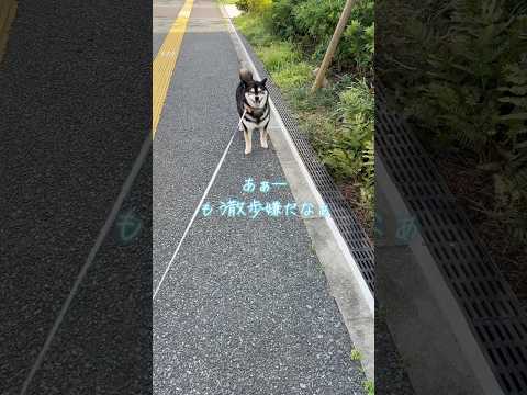 芝をしばく柴　shorts サムネイル