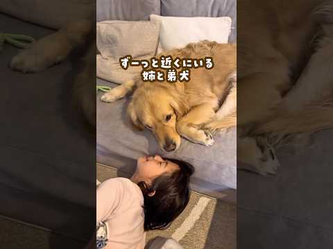 ずっと近くにいる姉弟 ゴールデンレトリバー 大型犬のいる生活 goldenretriever 大型犬と子供 サムネイル