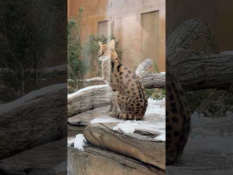 shorts 珍しい雪景色にイアちゃん　サーバルキャット🐈　那須どうぶつ王国　2026年1月11日 サムネイル