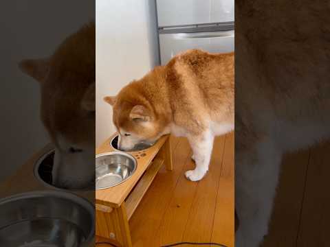 柴犬福 風呂上がり母の前で第一に続きご飯も完食した柴犬🤣Shiba- ASMR🤣shorts funny funnyd… サムネイル