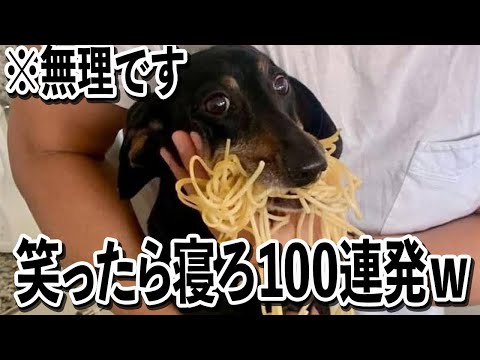 【はい逮捕www】ツッコミどころ満載な面白犬動画100連発ww【笑ったら寝ろwww】 サムネイル