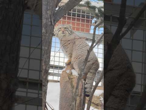 shorts 覗くナゴムくん　マヌルネコ　那須どうぶつ王国にて　2026年1月9日 サムネイル