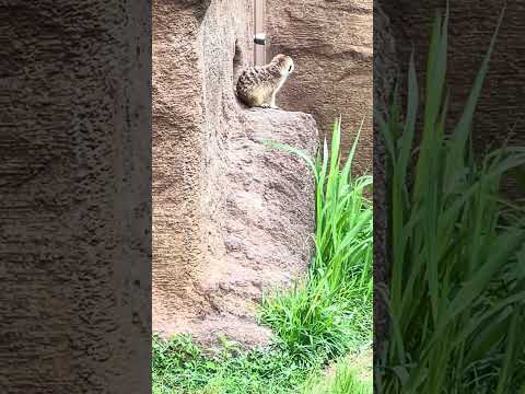 shorts ミーアキャット　千葉市動物公園　IMG 3747 サムネイル