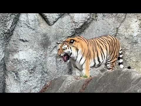 今日貰ったばかりのプレゼントたちから自分以外の匂いがするし、お肉も無いしっとご不満を示すサーシャちゃん💦 アムールトラ… サムネイル