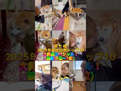 柴犬福 2025年のランキング(後編)🤣Fuku's ranking videos🤣姉と柴 shorts funny… サムネイル