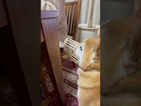 柴犬福 肉球罪で轡をつけられてもばあサービスは見逃さない柴犬🤣Grandma and Shiba🤣shorts fun… サムネイル